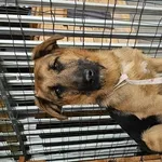 Pies do adopcji, Choszczno, 18 kwietnia 2025