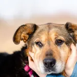 Oddam psa, Gdańsk, 1 maja 2025