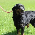 Pies do adopcji, Bełchatów, 20 marca 2025