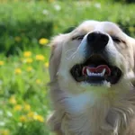 Pies do adopcji, Bełchatów, 2 lutego 2025