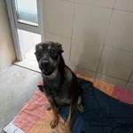 Pies do adopcji, Kraków, 17 kwietnia 2025