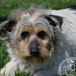 Pies do adopcji, Chełmek, 4 kwietnia 2025