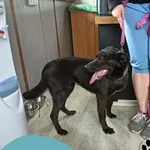 Znaleziono psa, Dąbrówka, 29 kwietnia 2025