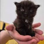 Znaleziono kota, Grudziądz, 2 maja 2025