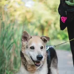 Znaleziono psa, Sosnowiec, 28 kwietnia 2025