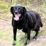 Znaleziono psa, Pieckowo, 28 kwietnia 2025