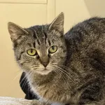 Znaleziono kota, Chojnice, 28 kwietnia 2025