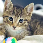 Znaleziono kota, Sosnowiec, 29 kwietnia 2025