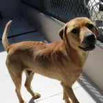 Pies do adopcji, Bełchatów, 26 kwietnia 2024