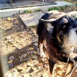 Znaleziono psa, Wałbrzych, 18 kwietnia 2025