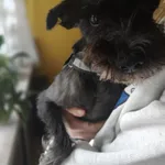 Znaleziono psa, Łódź, 1 maja 2025