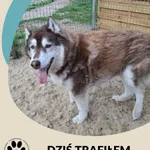 Znaleziono psa, Dąbrówka, 29 kwietnia 2025