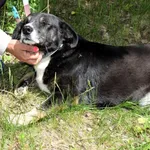 Znaleziono psa, Pieckowo, 28 kwietnia 2025