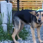 Znaleziono psa, Łódź, 30 kwietnia 2025