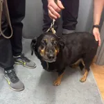 Znaleziono psa, Sosnowiec, 28 kwietnia 2025