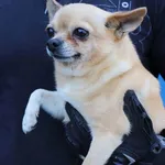 Znaleziono psa, Łódź, 1 maja 2025