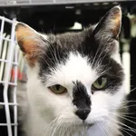 Znaleziono kota, Łódź, 1 maja 2025