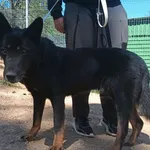 Znaleziono psa, Pieckowo, 28 kwietnia 2025