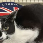 Znaleziono kota, Toruń, 30 kwietnia 2025