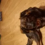 Zaginął pies, Łódź, 3 maja 2025