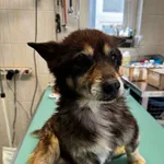 Znaleziono psa, Gdańsk, 3 maja 2025