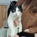 Znaleziono kota, Toruń, 30 kwietnia 2025