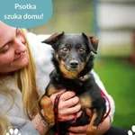 Pies do adopcji, Dąbrówka, 2 maja 2025