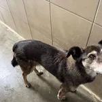 Pies do adopcji, Kraków, 18 kwietnia 2025