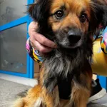 Znaleziono psa, Gdańsk, 3 maja 2025