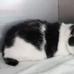 Znaleziono kota, Gdańsk, 30 kwietnia 2025