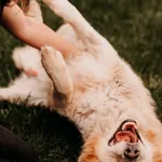 Pies do adopcji, Czartki, 4 maja 2025