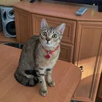 Zaginął kot, Goszczynno, 4 maja 2025