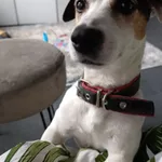 Zaginął pies, Łódź, 3 maja 2025