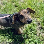 Znaleziono psa, Szczecin, 4 maja 2025