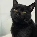 Kot do adopcji, Olsztyn, 31 marca 2025