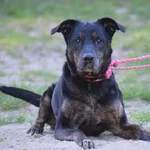 Znaleziono psa, Toruń, 11 kwietnia 2025