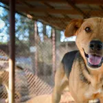 Oddam psa, Toruń, 5 maja 2025