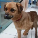 Znaleziono psa, Gdańsk, 5 maja 2025