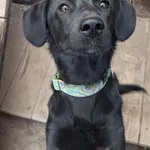 Pies do adopcji, Olsztyn, 12 kwietnia 2025