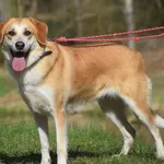 Znaleziono psa, Toruń, 8 kwietnia 2025