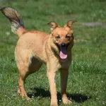 Suczka poz. 25/0142 w DT z opcją DS