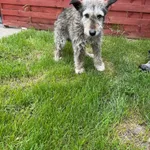 Znaleziono psa, Czartki, 5 maja 2025