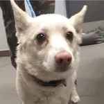 Pies odnaleziony w dniu 02.05. 2025 r. przy ul. Brodzińskiego.