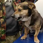 Znaleziono psa, Toruń, 30 kwietnia 2025