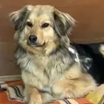 Pies do adopcji, Głowno, 1 maja 2025