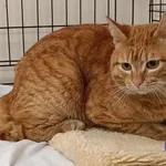 Znaleziono kota, Toruń, 2 maja 2025