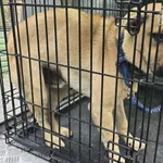 Znaleziono psa, Radom, 4 maja 2025