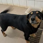 Znaleziono psa, Olsztyn, 1 maja 2025