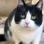 Kot do adopcji, Gdańsk, 6 maja 2025