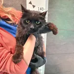 Przyjęty: 2025-05-05 Gmina: Żywiec Płeć: Kocur Opis: w typie maine coona, czarne